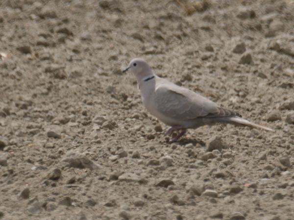 <h3><a href="/trips/ebro/biota/animalia/chordata/aves/026 columbiformes/001 columbidae/streptopelia decaocto/streptopelia decaocto-nl.html">Streptopelia&nbsp;decaocto</a> / Eurasian&nbsp;collared&nbsp;dove / Turkse&nbsp;tortel</h3>OM-1 Mark II met M.300mm F4.0 + MC-14, 1/2000 sec  bij F5.6, ISO 400, afstand 213&nbsp;m